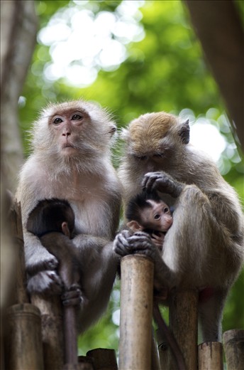 Two long tail Macaques and there babies 