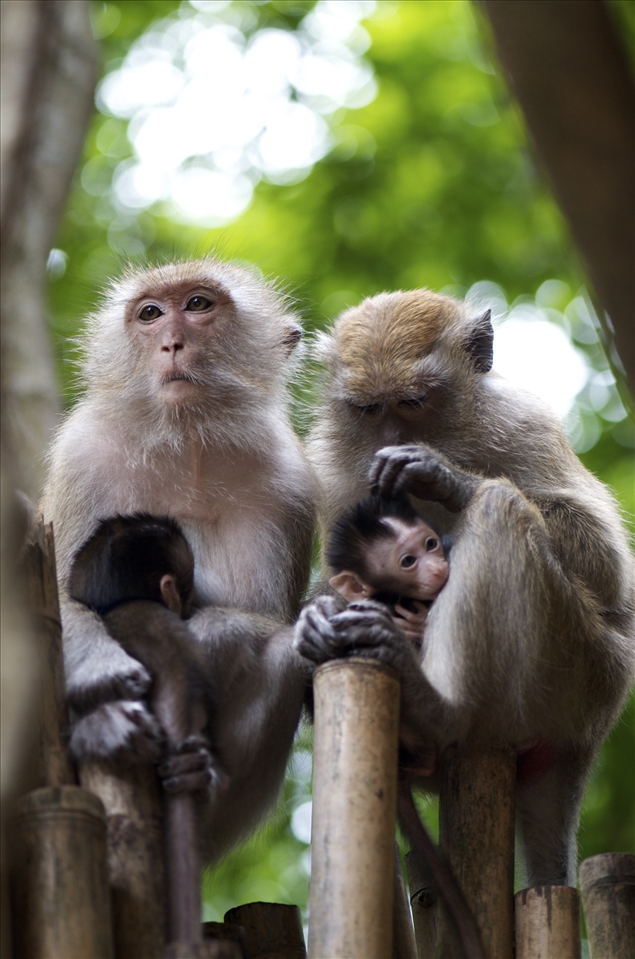 Two long tail Macaques and there babies 