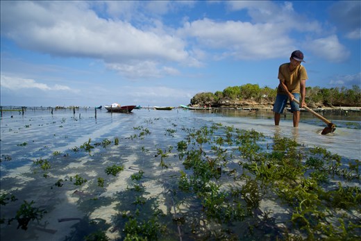 A local man cleans and area of sand for new ropes of seaweed to be tied, in the shallow clear waters between Nusa Lembongan and Nusa Ceningan. 