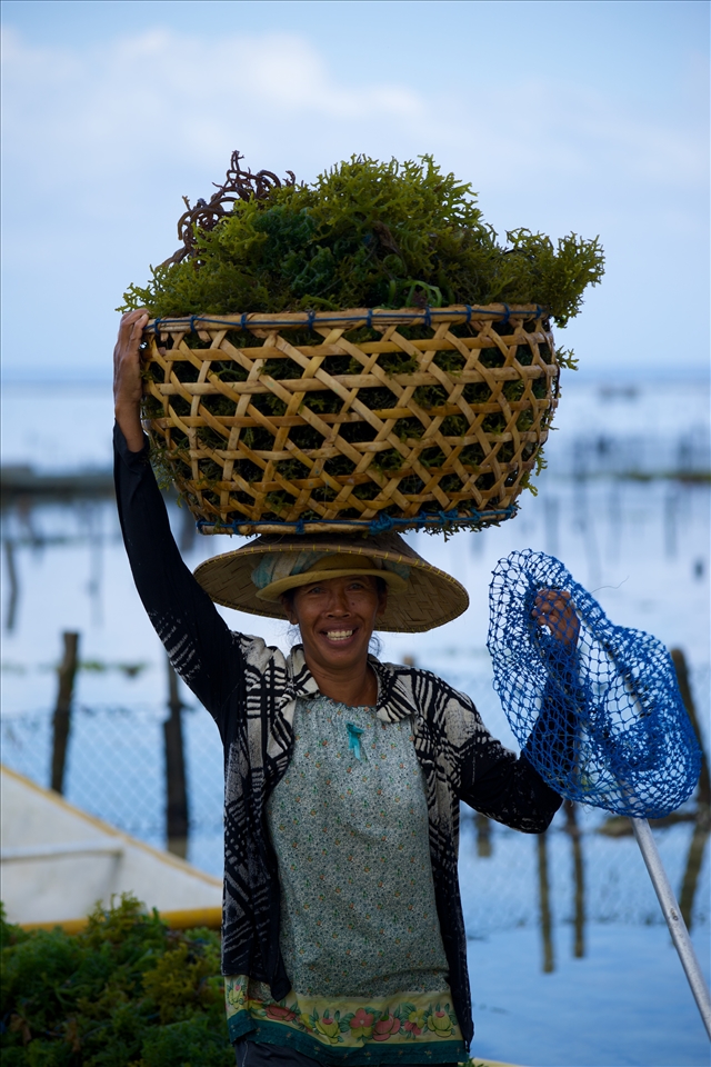 Women strip the seaweed from the ropes it is crown on and then carry it in large heavy baskets to the sorting sheds. Most of it will be dried in the sun. The smaller pieces will be tied back onto the ropes with pieces of plastic bag to be returned to the sea to grow more. 