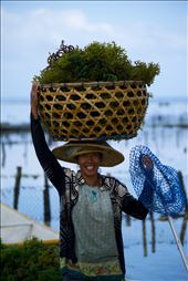 Women strip the seaweed from the ropes it is crown on and then carry it in large heavy baskets to the sorting sheds. Most of it will be dried in the sun. The smaller pieces will be tied back onto the ropes with pieces of plastic bag to be returned to the sea to grow more. : by stephenbradley, Views[789]