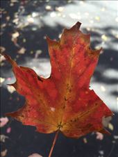 by stephenhvlogtv, Views[164]