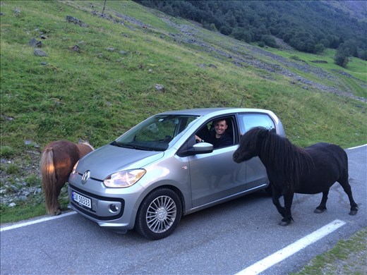 Mini horses hanging out in Bakka