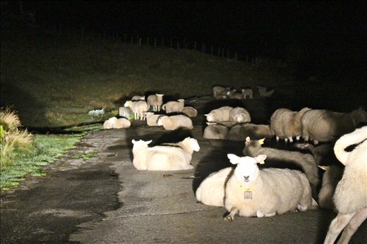 We got lost on our way to Vossevangen & ran into several flocks of sheep.