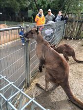Kangaroo!: by stephmonahan, Views[181]