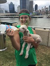 Petting zoo at the Dragon Boat Regatta: by stephmonahan, Views[184]