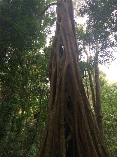 Strangler fig in Brisbane National Park