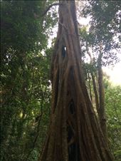 Strangler fig in Brisbane National Park: by stephmonahan, Views[223]
