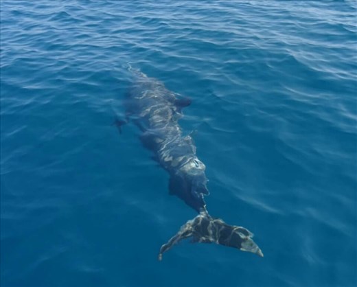 Turtles, Whales, Dolphins and good snorkelling  - boat trips are well worth doing in Mozambique