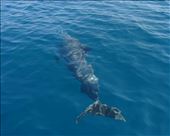 Turtles, Whales, Dolphins and good snorkelling  - boat trips are well worth doing in Mozambique: by steve-dylan, Views[262]