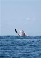 Whale watching: by steve-dylan, Views[186]