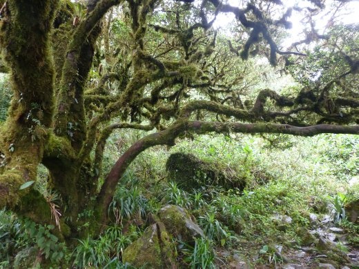 The walk back down was through a furry forest.