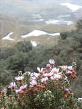 Flora in the park.: by steve_and_emma, Views[562]