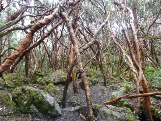A 'walking forest'.