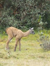 A baby llama, whatever they are called.: by steve_and_emma, Views[552]