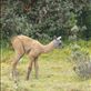 A baby llama, whatever they are called.: by steve_and_emma, Views[473]