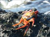 A Sally Light Foot crab.: by steve_and_emma, Views[400]