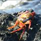 A Sally Light Foot crab.: by steve_and_emma, Views[333]