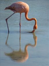 A greater flamingo.: by steve_and_emma, Views[568]