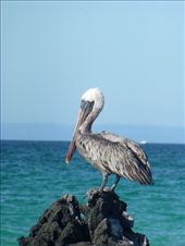 A pelican.: by steve_and_emma, Views[606]