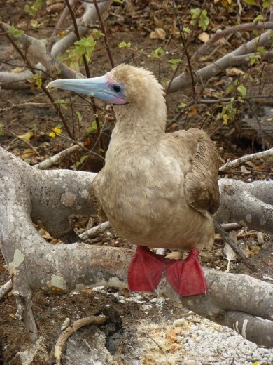 A red-footed booby.