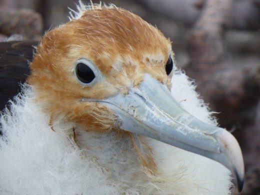 A baby frigate bird.
