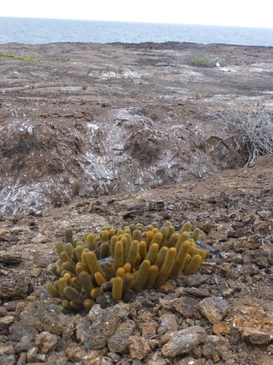 Cacti on the island.