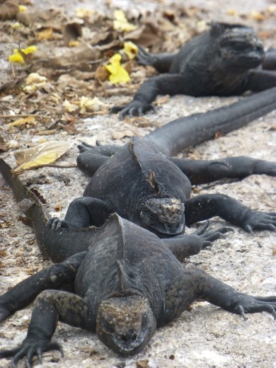 Join the queue, it could be a long wait.