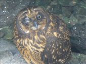A short-eared owl.: by steve_and_emma, Views[489]