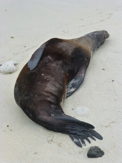 Tough day in the Galapagos.