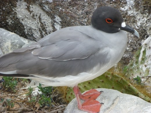 A lava gull.