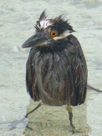 A heron of some sort, Emma will know.