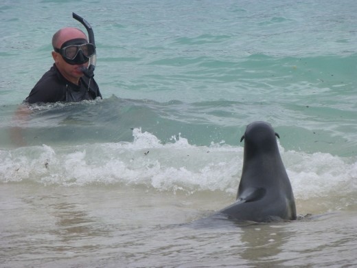 My first up close and personal encounter with the playful sea lions.