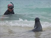 My first up close and personal encounter with the playful sea lions.: by steve_and_emma, Views[470]