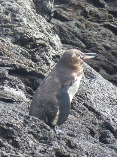 A Galapagos penguin.
