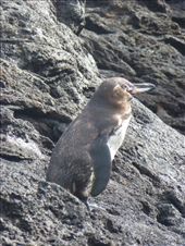 A Galapagos penguin.: by steve_and_emma, Views[298]