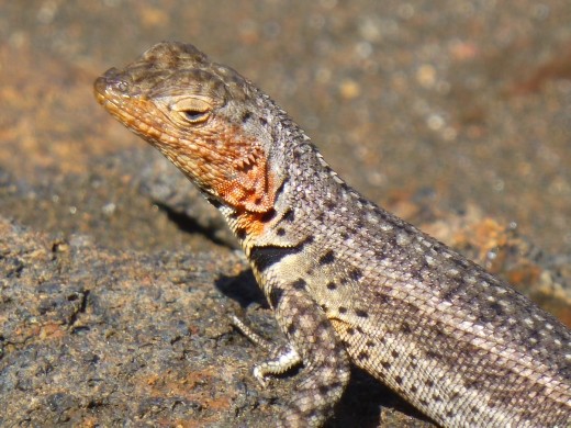 A lava lizard.
