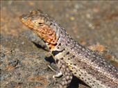 A lava lizard.: by steve_and_emma, Views[449]