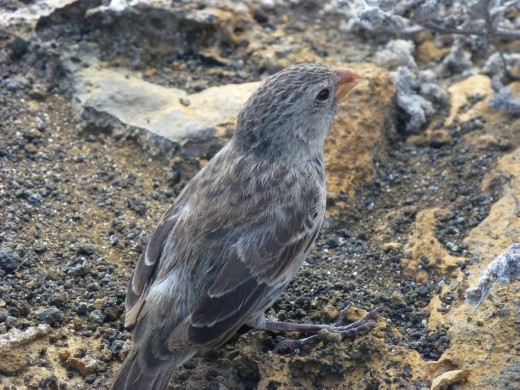 Darwin liked these finches apparently.