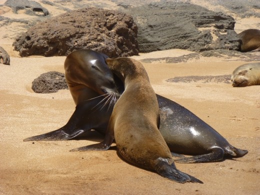 Yes, we saw sea lions today too!