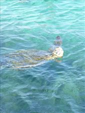 A green turtle.: by steve_and_emma, Views[447]