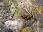 A land iguana having an unusual brekkie for a vegetarian.: by steve_and_emma, Views[352]