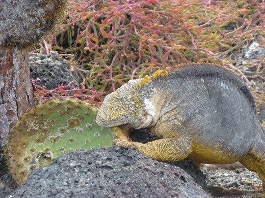 Now that is what you should be eating.