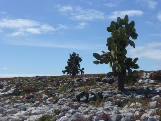 Giant cacti on Plaza South.