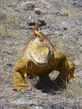 Got to be a dinosaurus of some sort!: by steve_and_emma, Views[328]