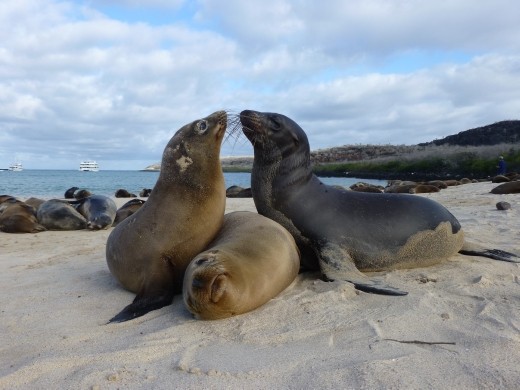 I really can't choose my fave sea lion pic so you have a few of them.