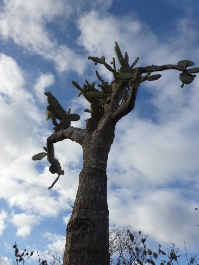 The cacti are huge on Santa Fe.