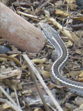 A Galapagos snake.: by steve_and_emma, Views[496]