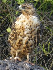 A Galapagos hawk.: by steve_and_emma, Views[530]