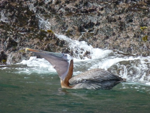 Breakfast for a pelican.